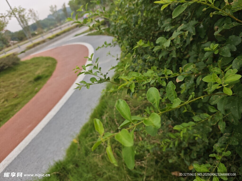 蜿蜒彩色步道隱于綠植間