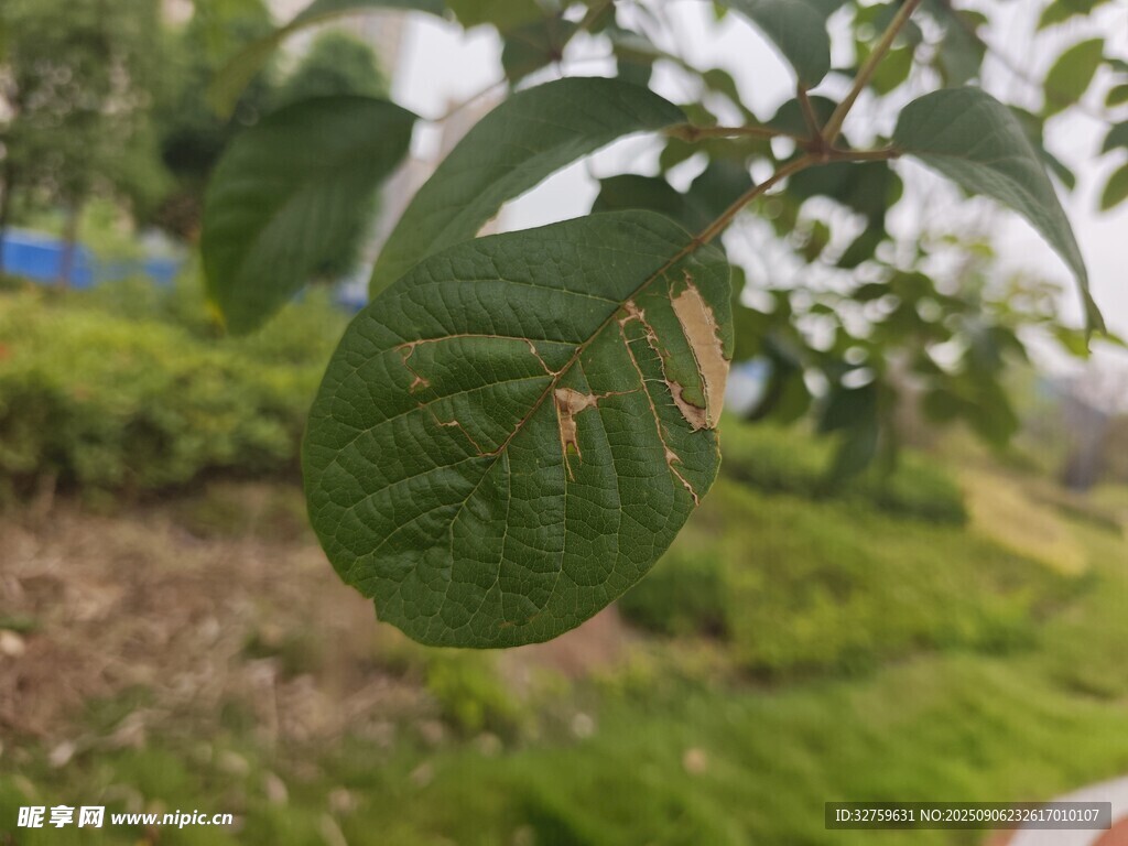 帶蟲斑的綠葉特寫