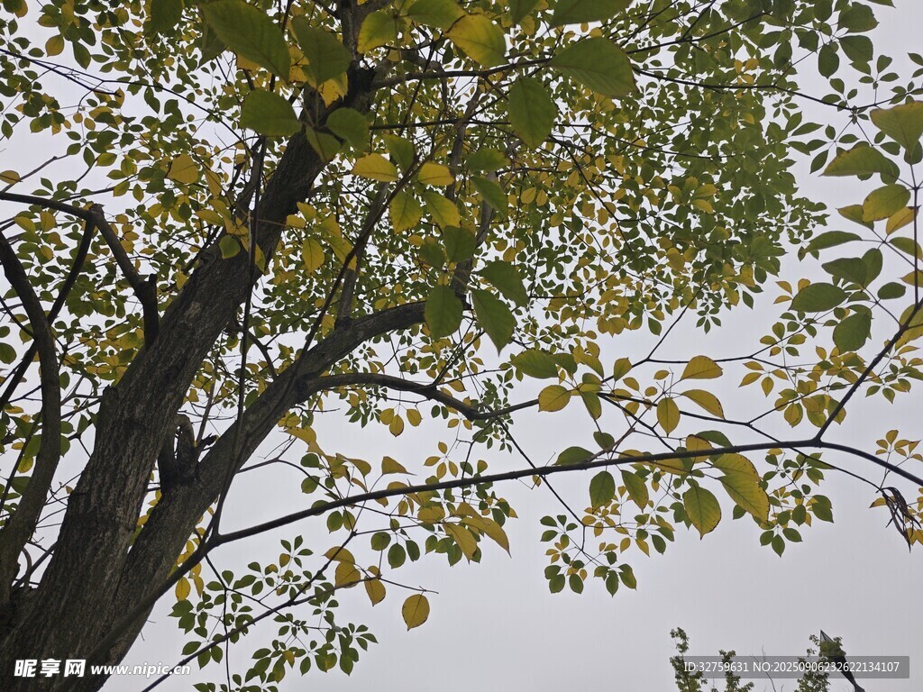 秋日樹枝上的黃綠樹葉