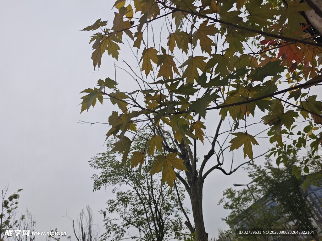 秋日枝頭樹葉姿態(tài)
