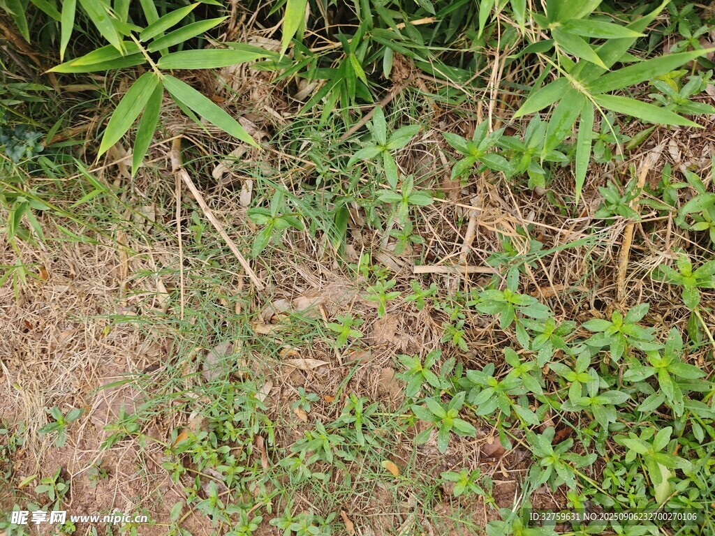 野外叢生的綠色植物