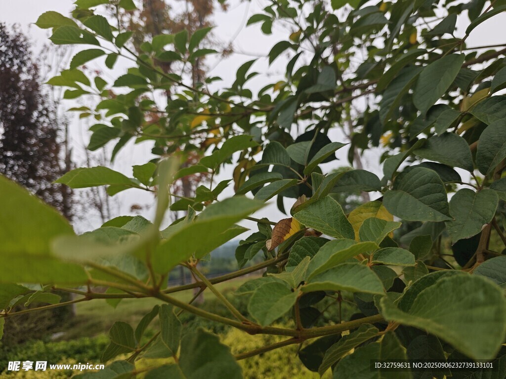 綠葉繁茂的植物景象