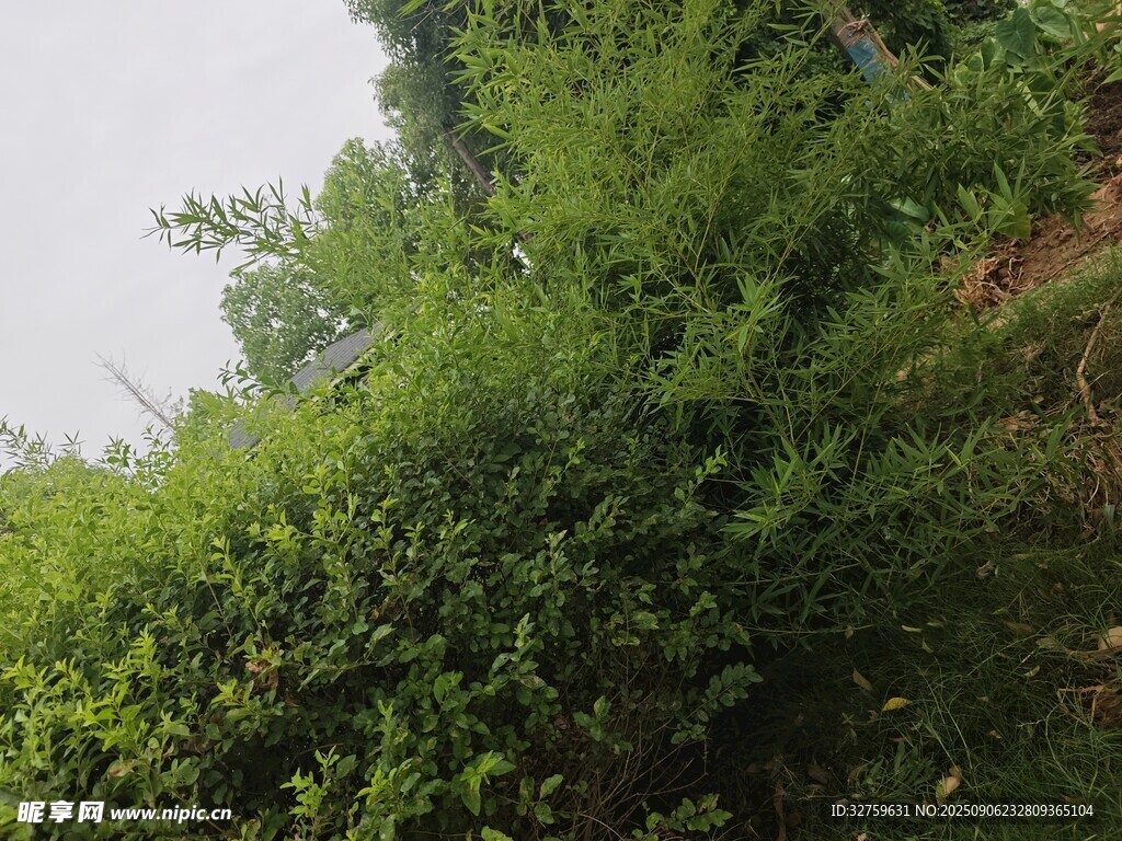 綠意盎然的繁茂植被