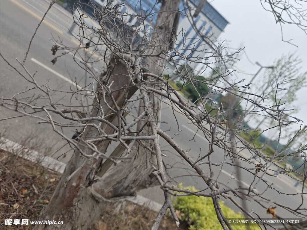 枯樹盤踞于城市道路旁
