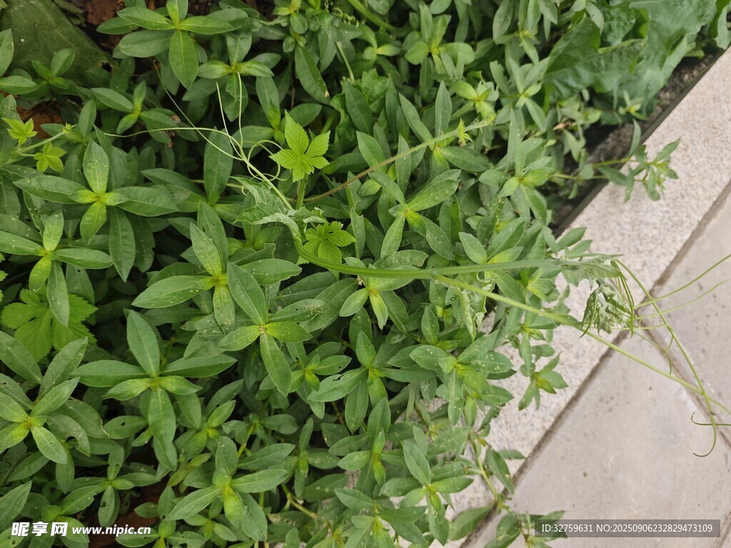 墻邊翠綠植物生機盎然