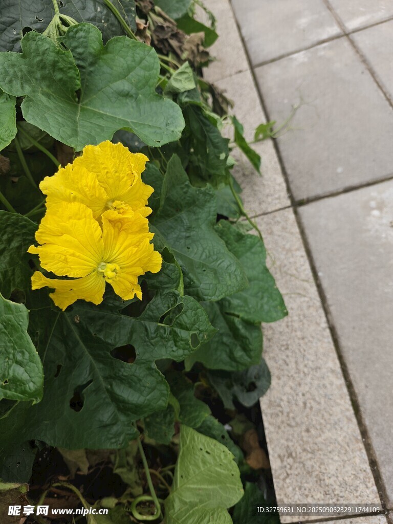 黃色小花綻放綠葉間