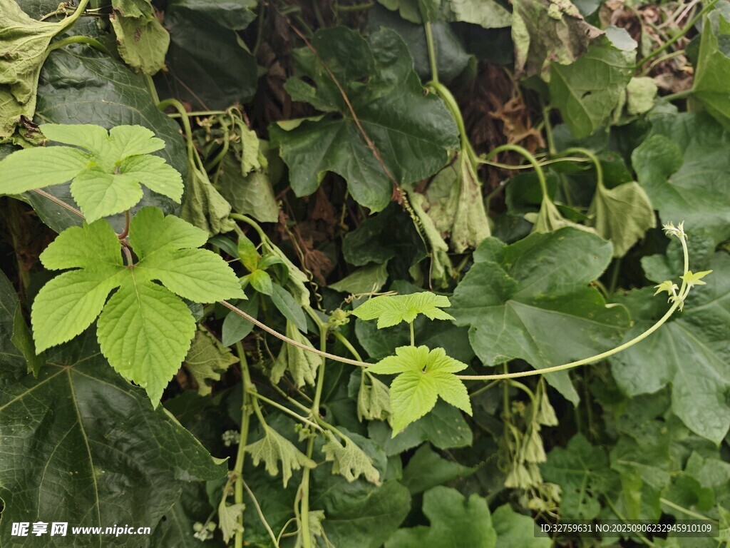 藤蔓植物的繁茂景象