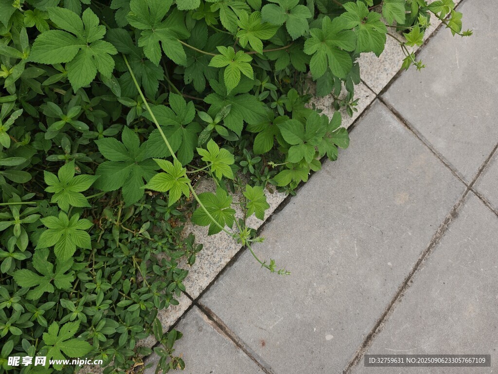 路邊綠植與灰色地磚