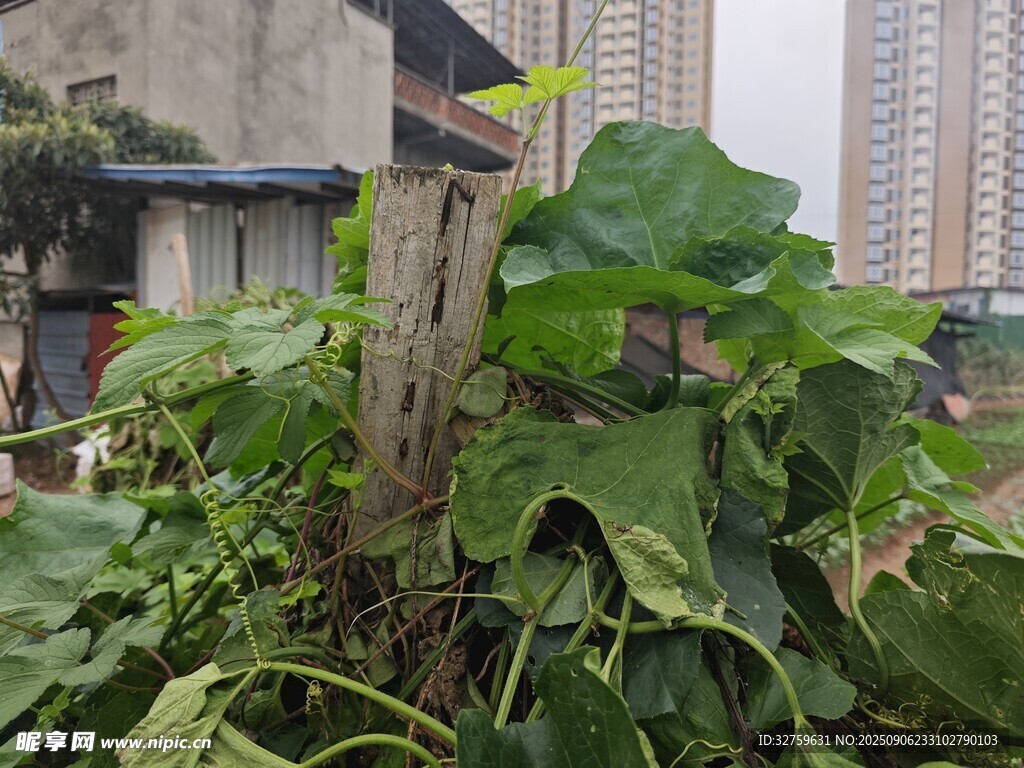 城市角落的蓬勃綠植
