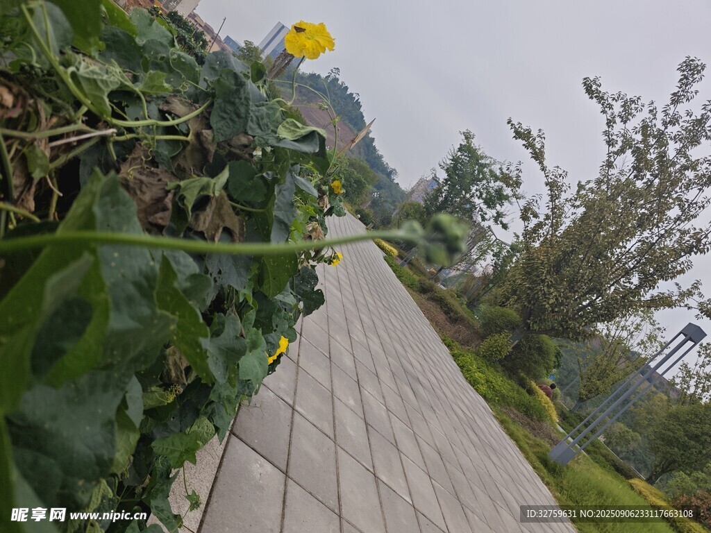 小徑旁的綠植與黃色花朵