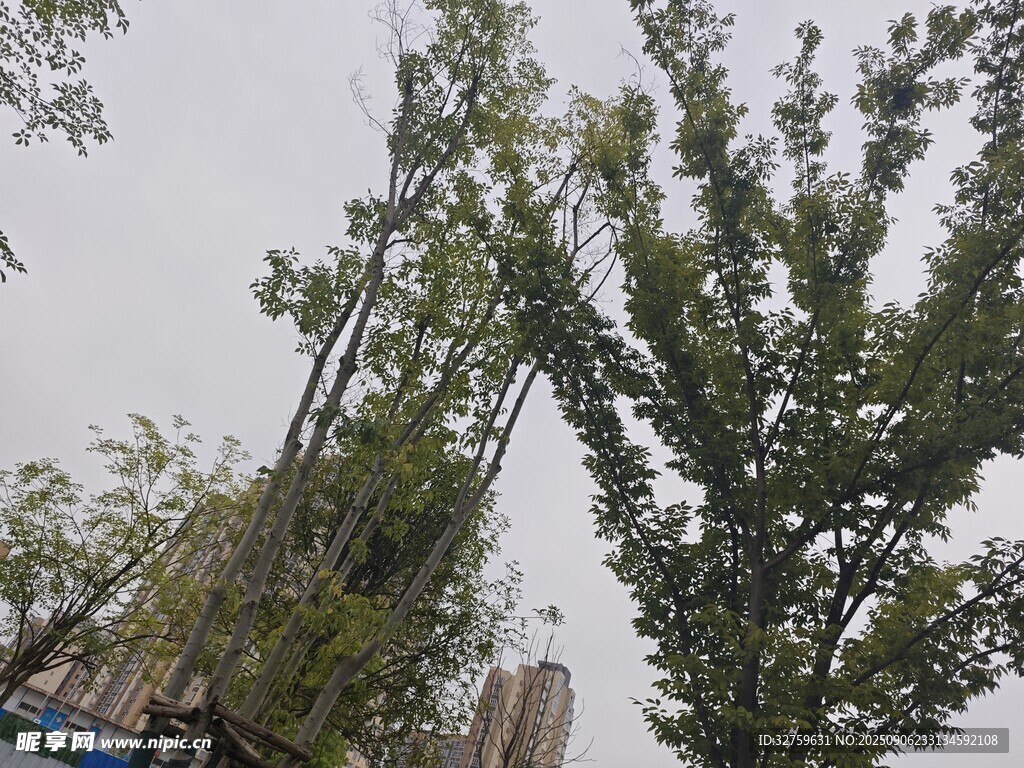 城市中挺拔的綠樹(shù)景觀