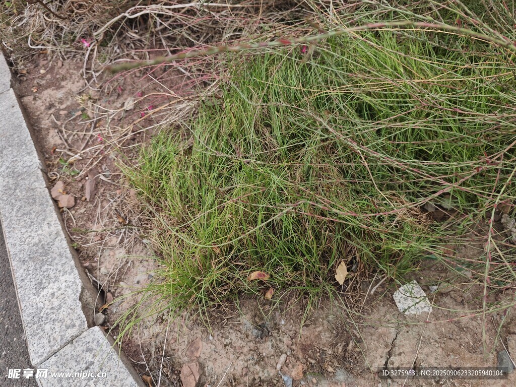 路邊生長的綠色雜草