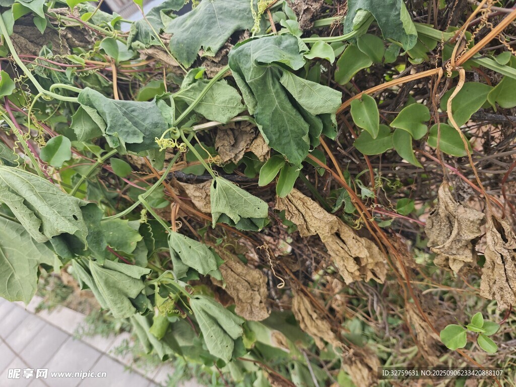 墻邊生長(zhǎng)的翠綠藤蔓植物