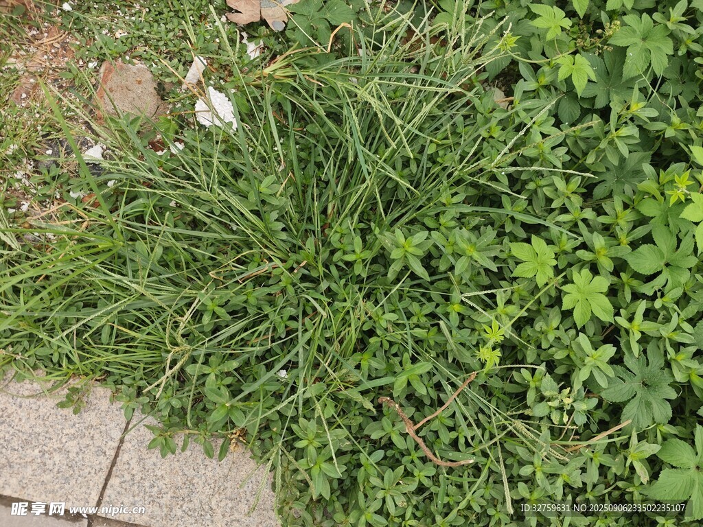 路邊嫩綠繁茂的野草