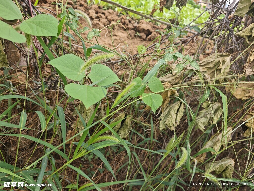 野外生長的綠色植物