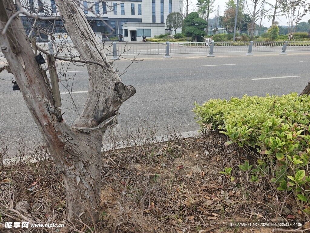 路邊枯樹(shù)與綠植景觀(guān)