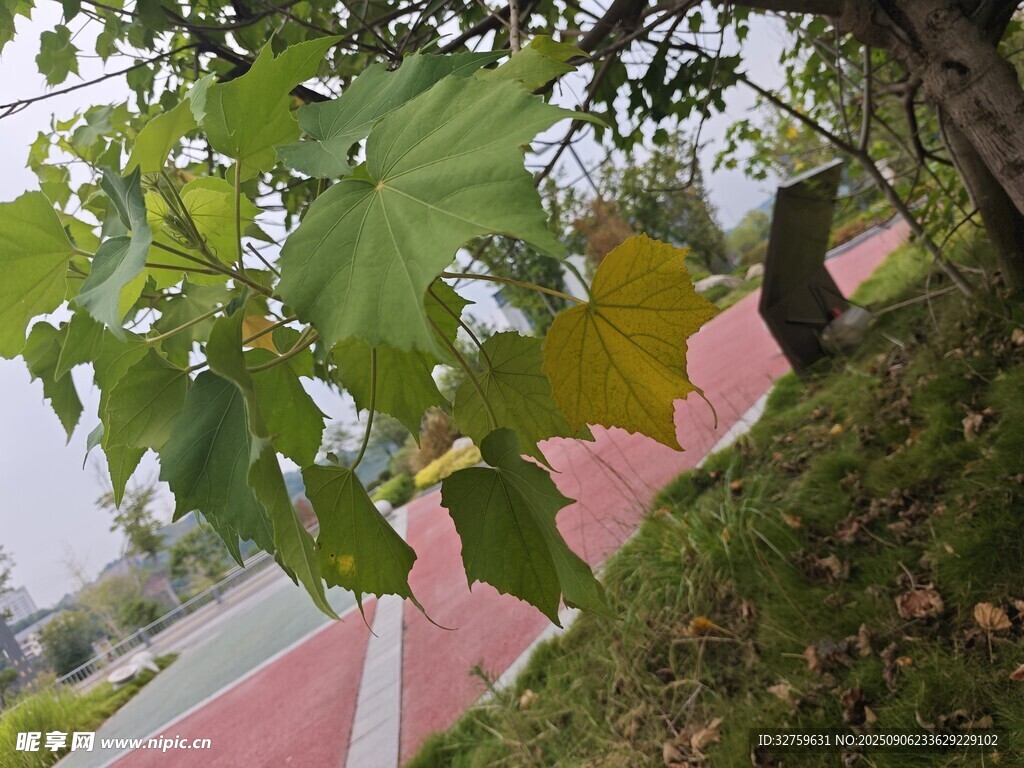 路邊綠葉與紅道景致