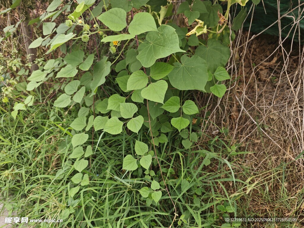 墻邊翠綠的蔓生植物