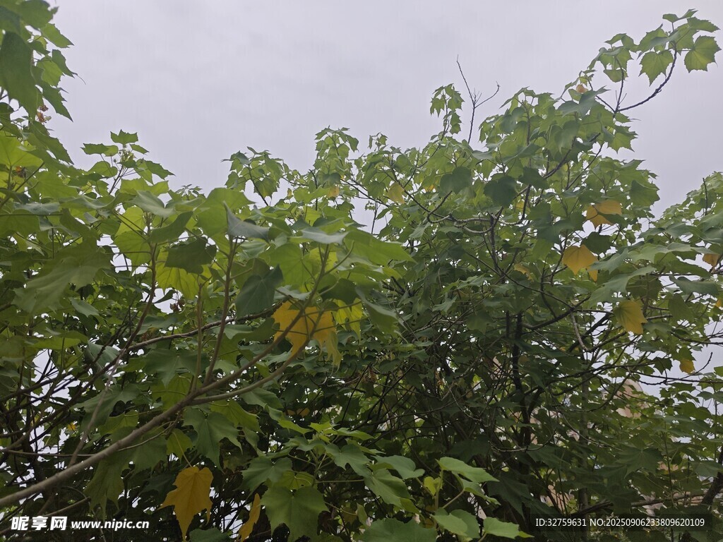 綠葉繁茂的樹(shù)木景觀