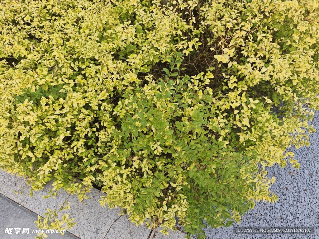 金黃翠綠交織的植物景觀