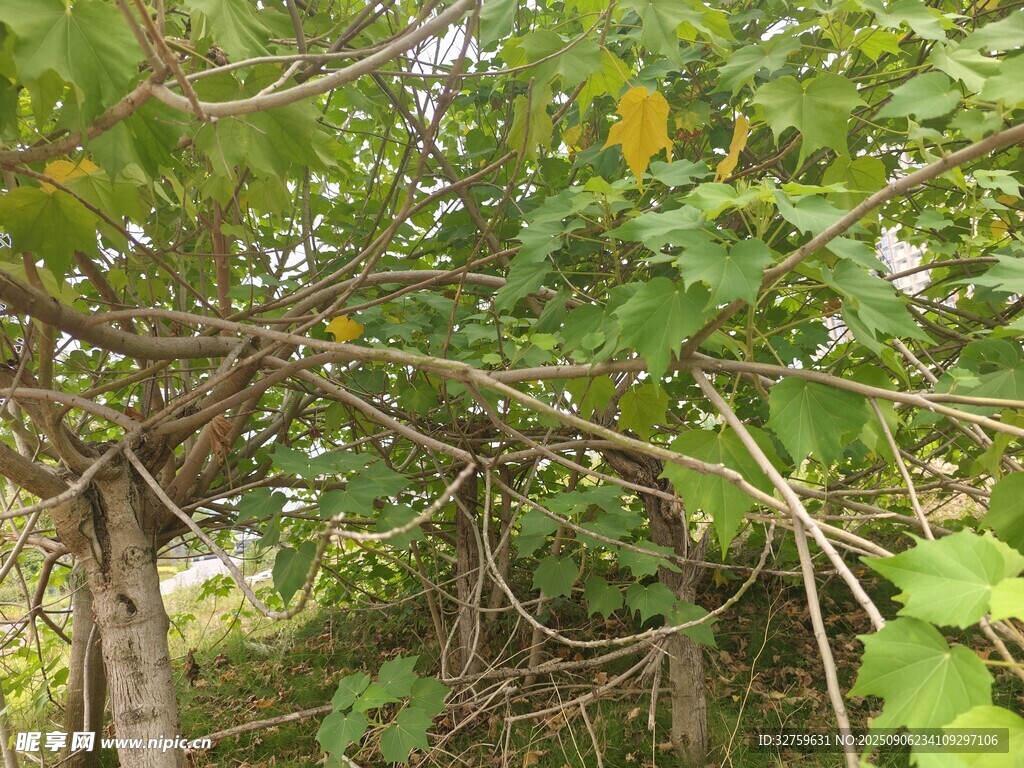 繁茂樹林中的交錯(cuò)枝干