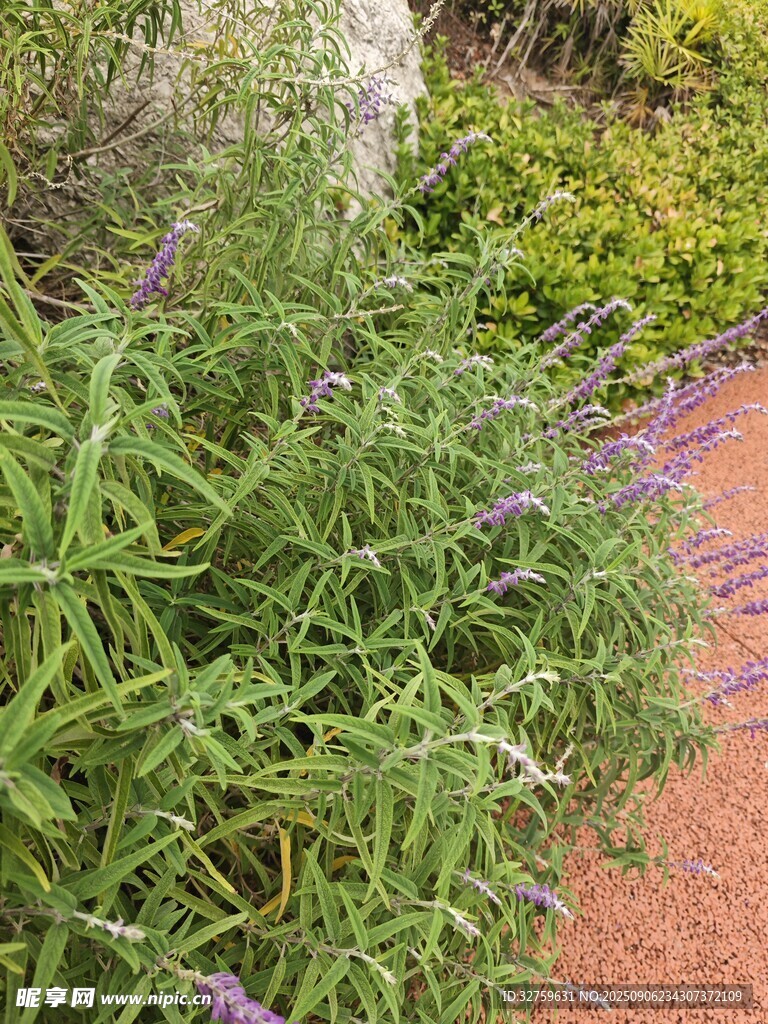 綠葉紫花的清新植物景觀
