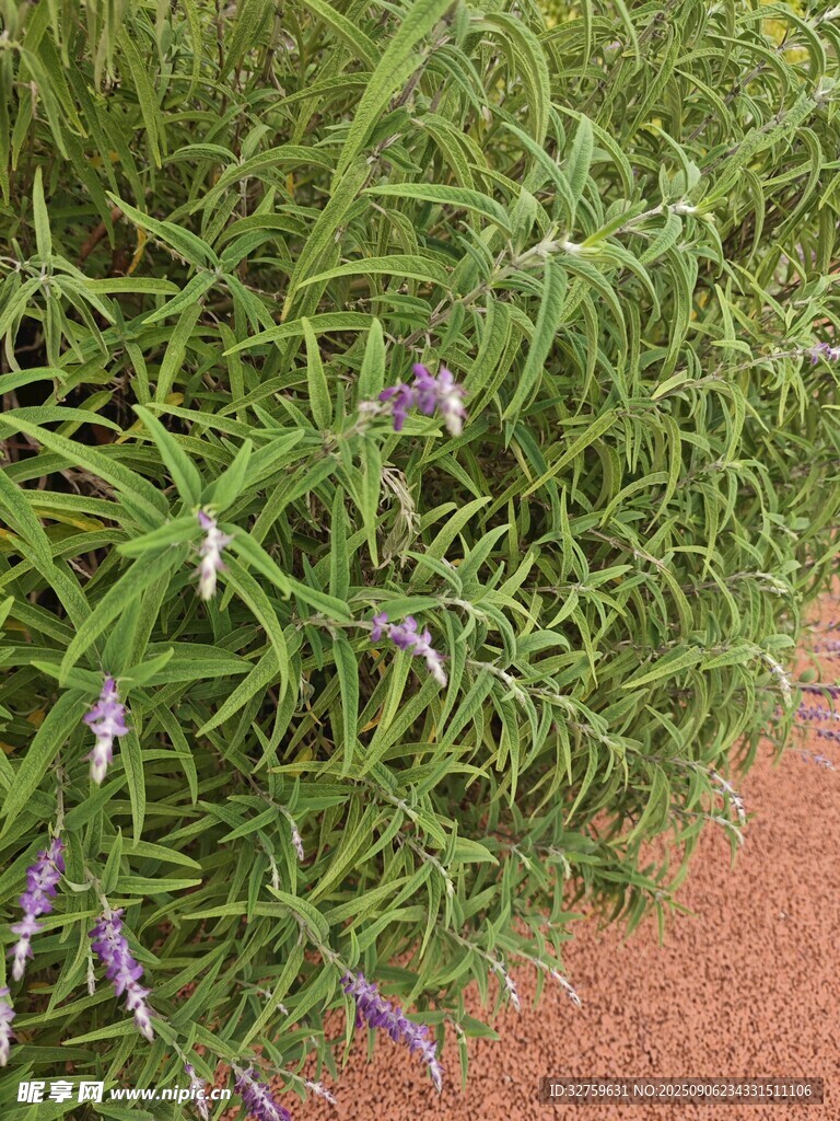 翠綠草叢中的紫色小花