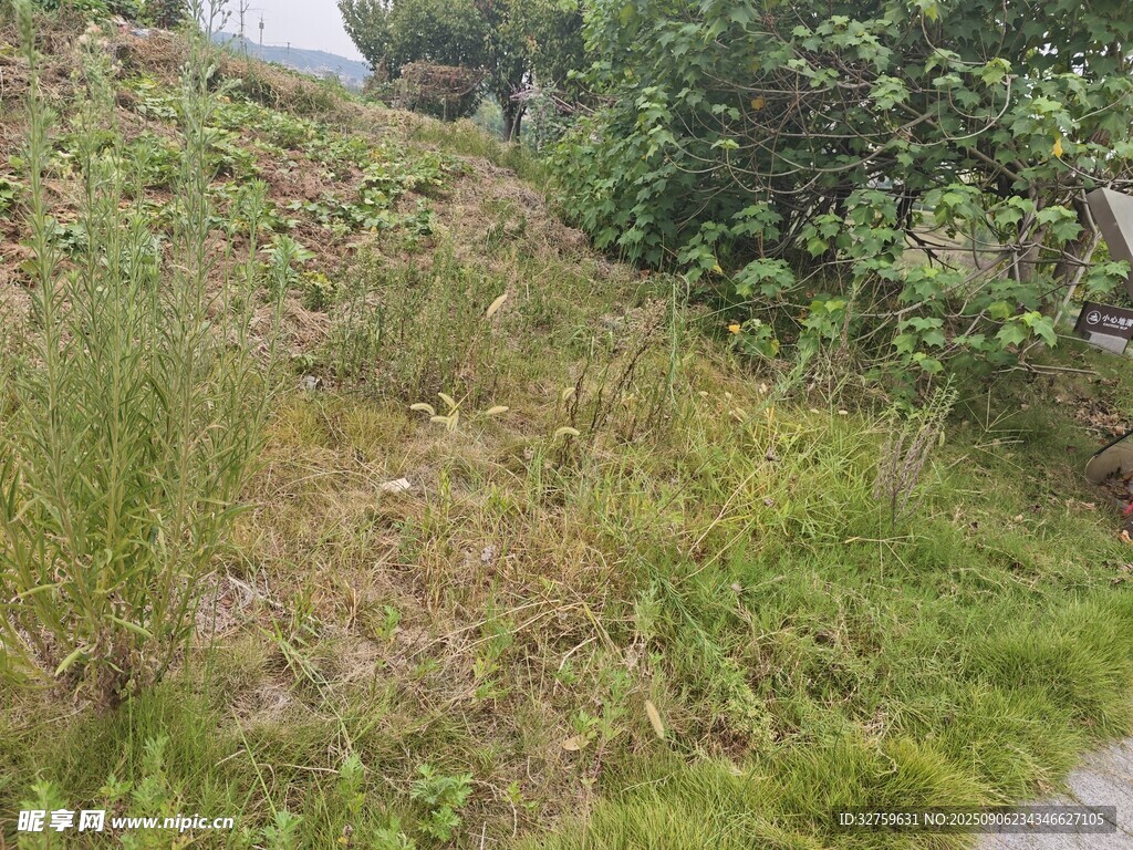 戶外草地與綠植景觀