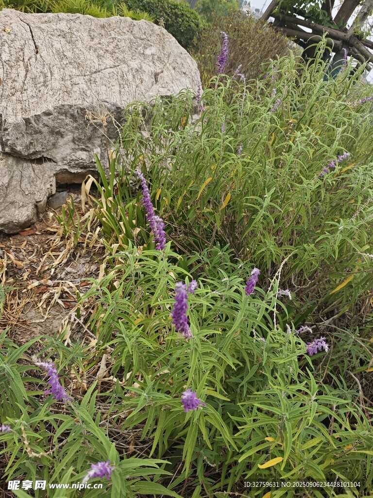 紫色小花綻放于草叢間