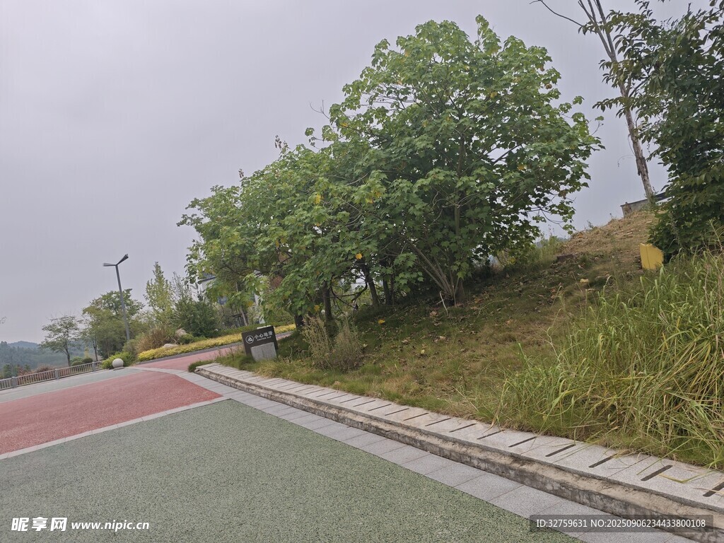 戶外彩色道路旁綠樹風景