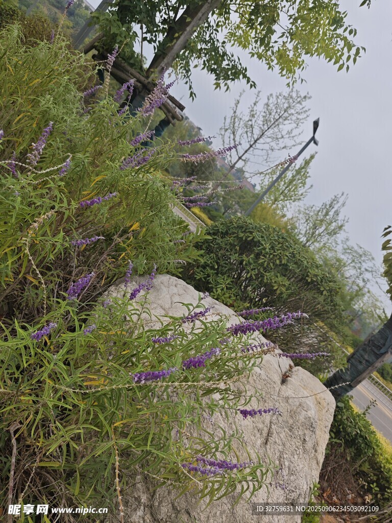 石畔綠植 
