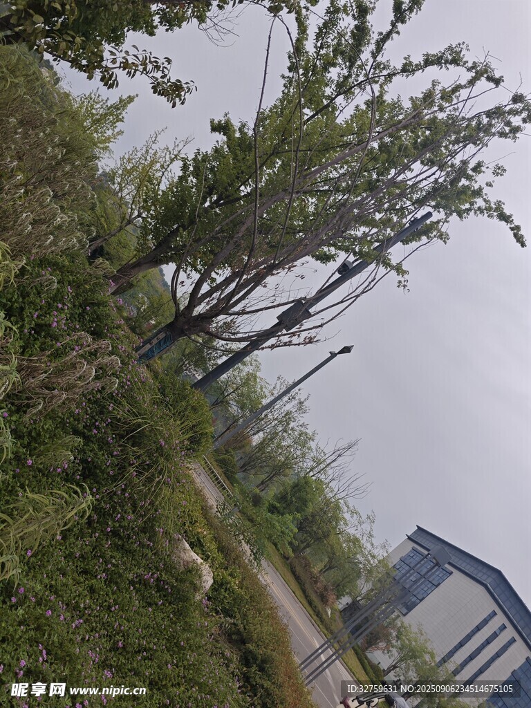 傾斜樹木旁的道路與建筑