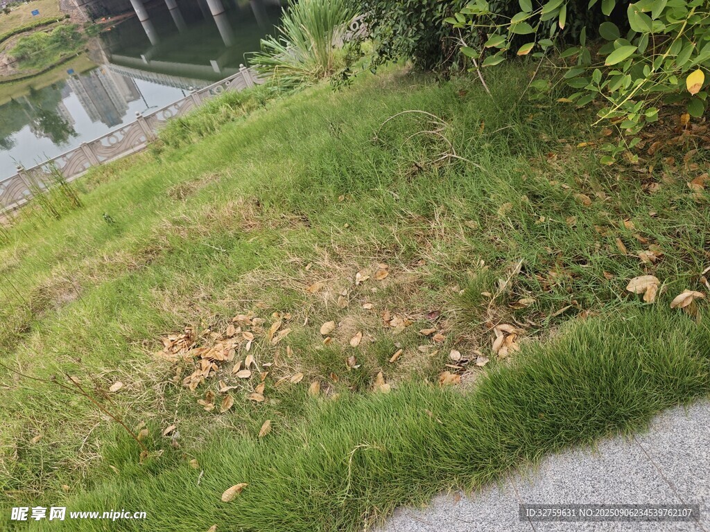 路邊草地 
