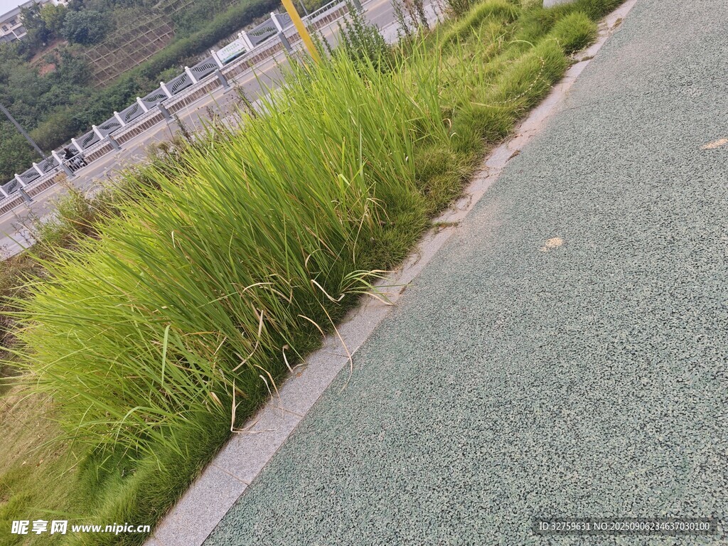 路邊翠綠青草景觀
