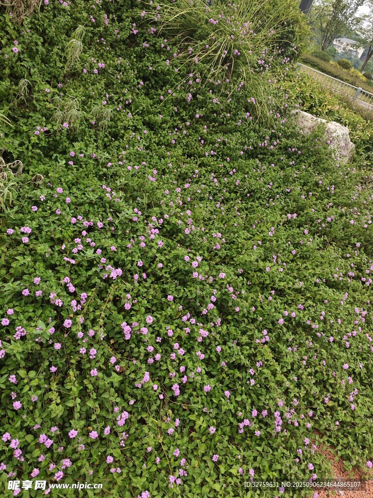 山坡繁花與羊