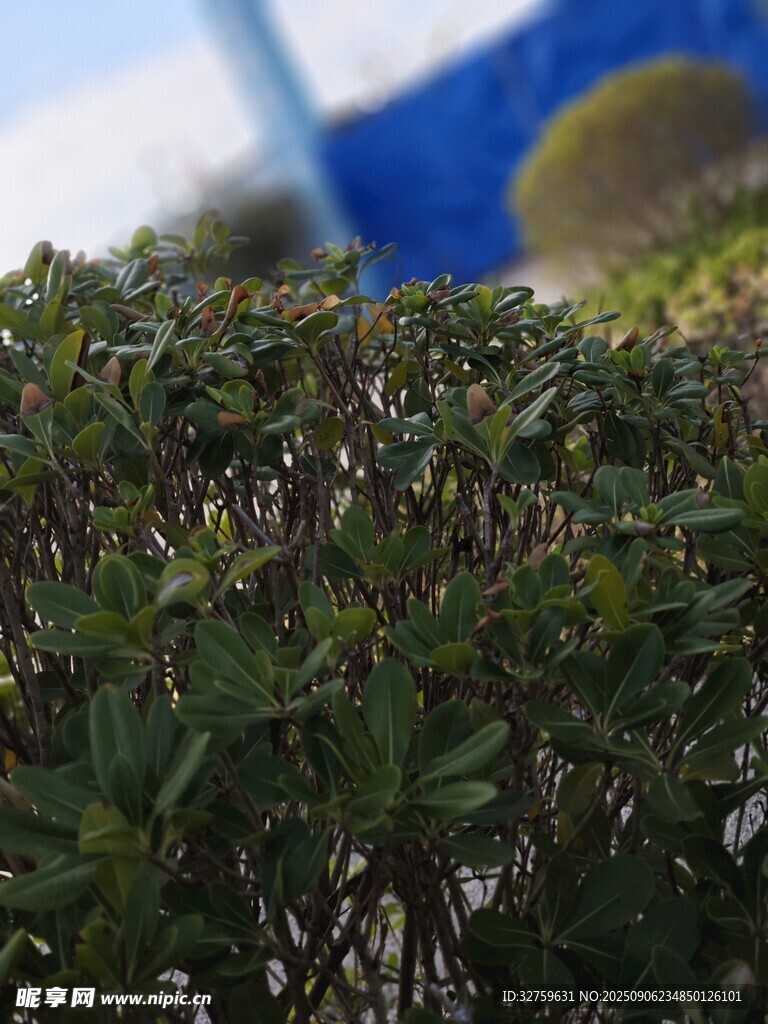 翠綠繁茂的低矮植物景觀