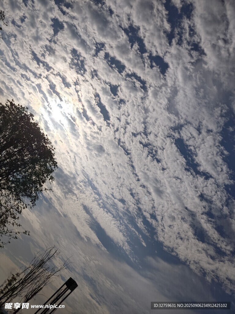 藍天白云下的樹梢美景