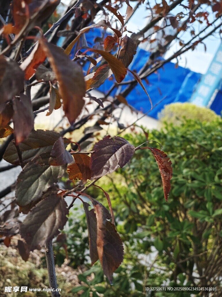 秋日樹枝上的斑斕葉片