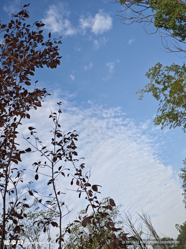 藍天綠樹間的自然景致