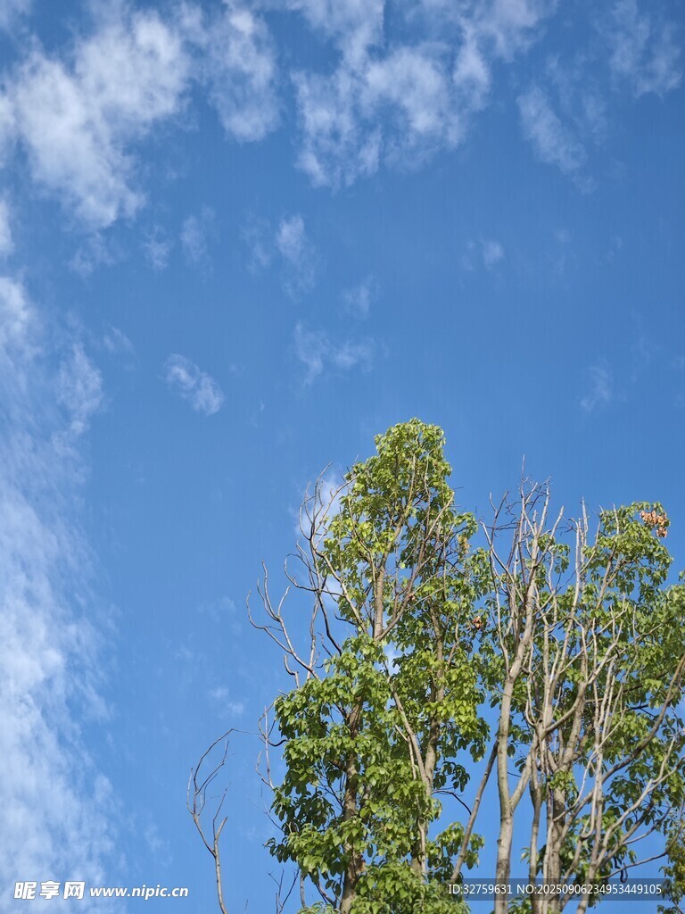 藍天綠樹風(fēng)景圖