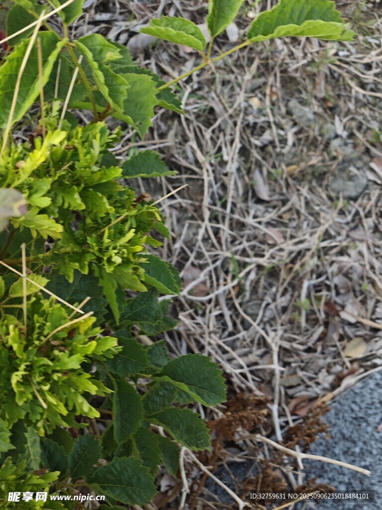 地面綠植與枯草景象