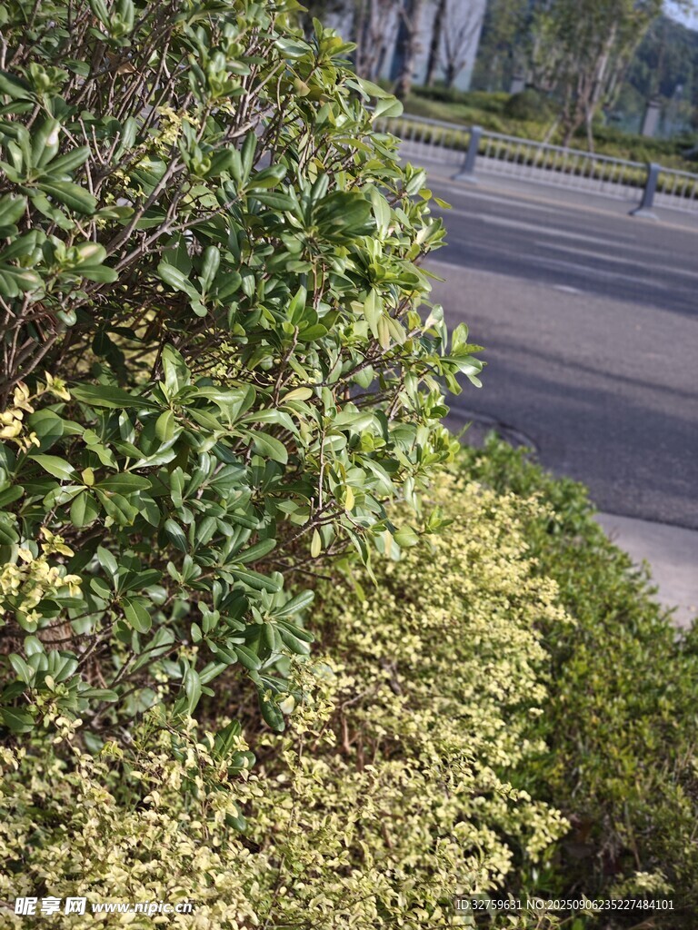 路邊繁茂綠植景觀