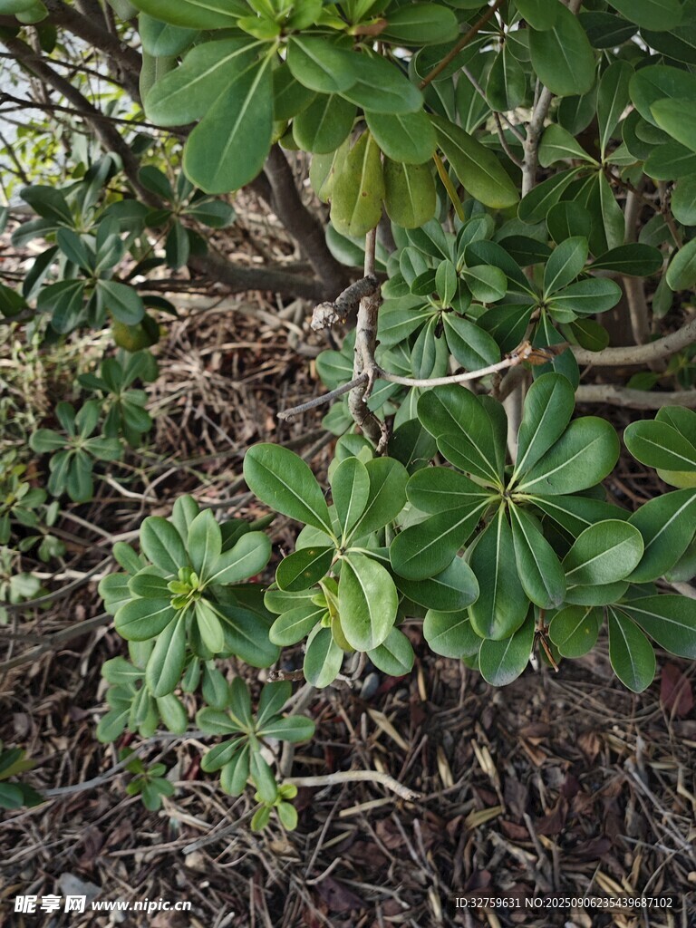 綠葉繁茂的地面植物景觀