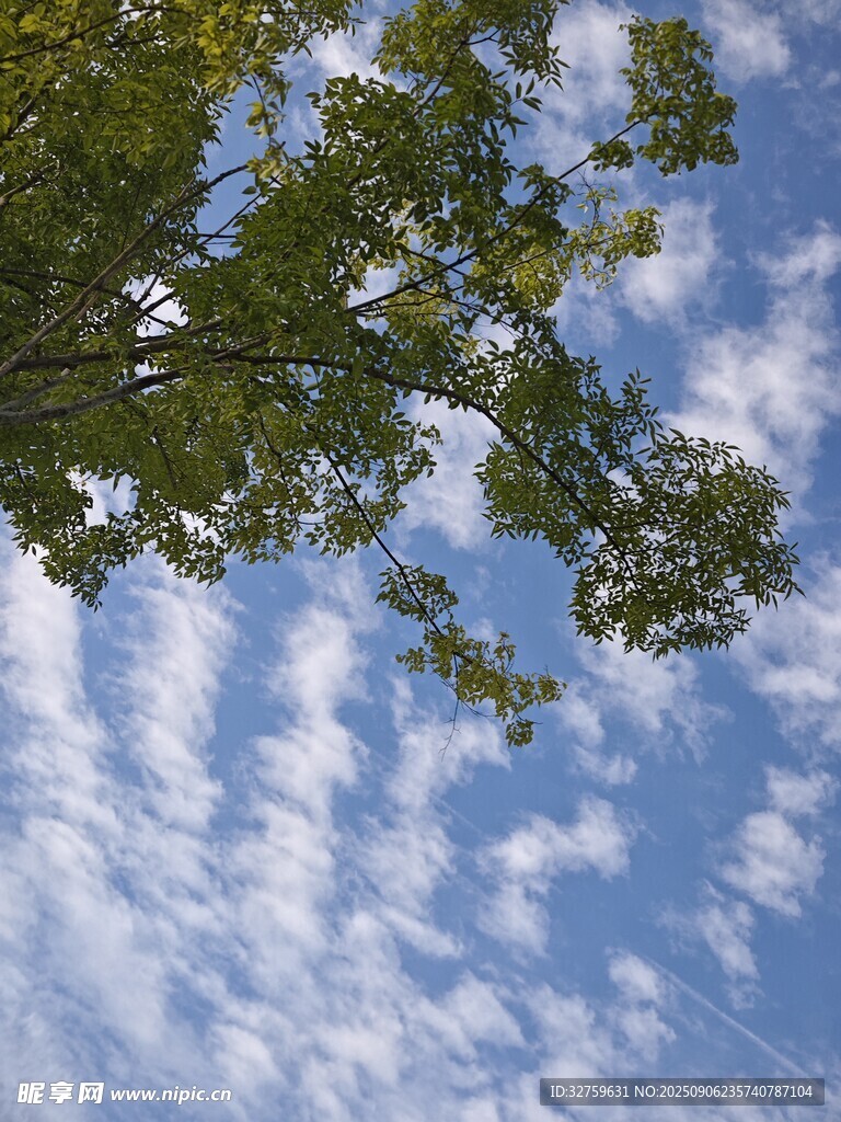仰望藍(lán)天綠樹的美好景象