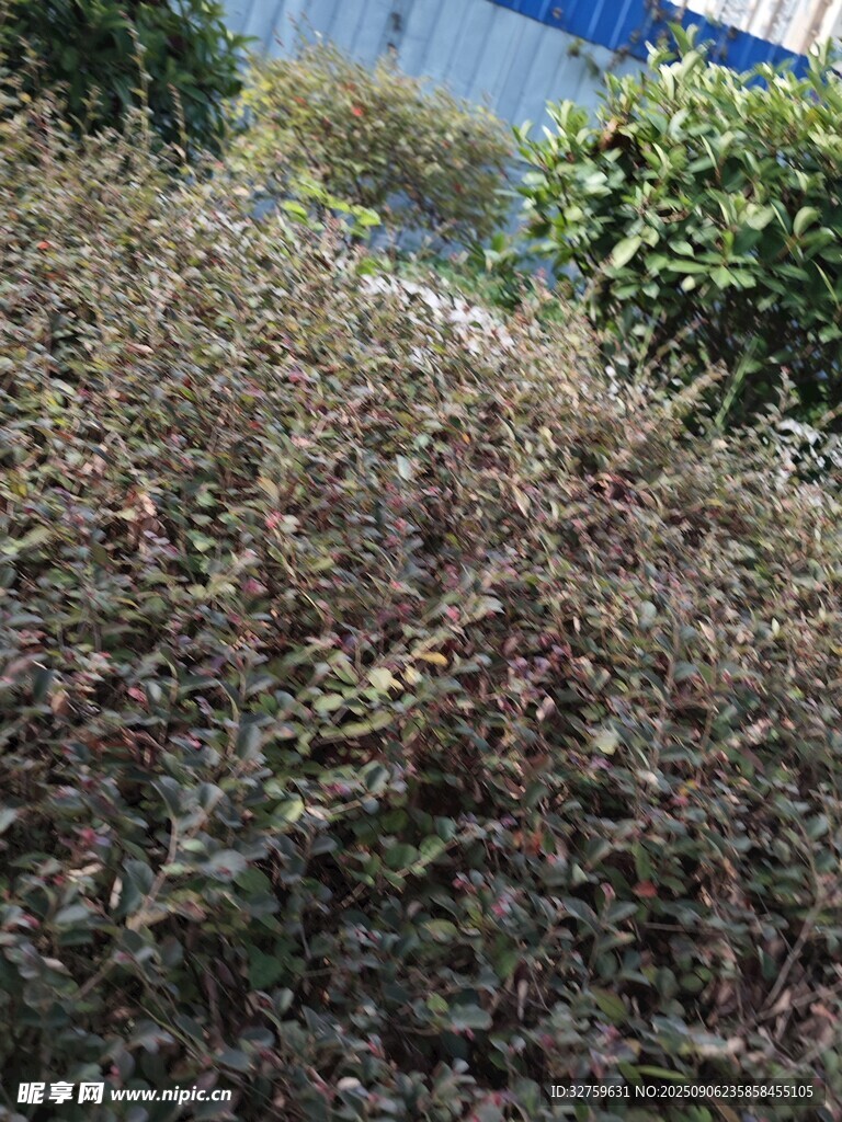 地面枯黃植物景觀