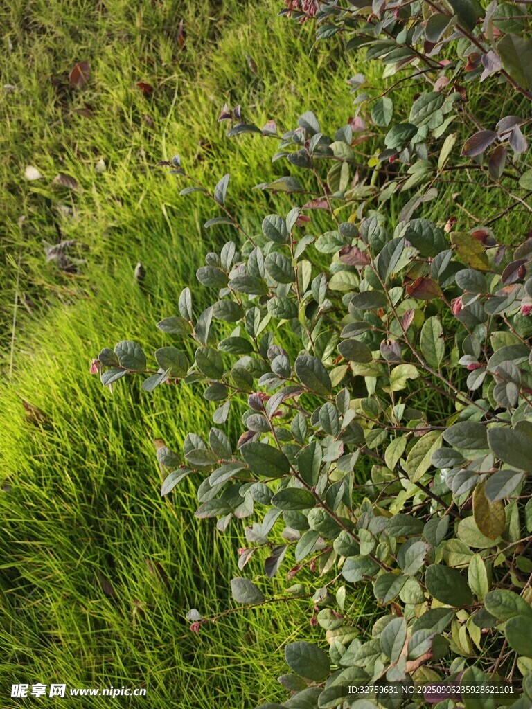 多彩綠植景觀