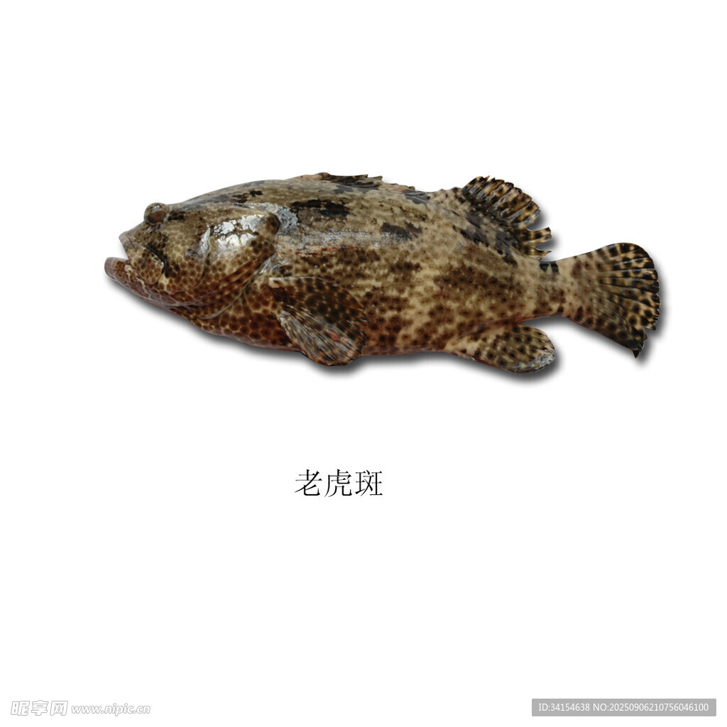 花紋獨(dú)特的石斑魚