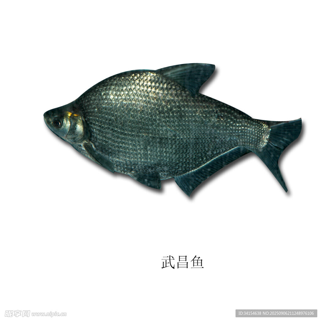 銀黑色魚類特寫