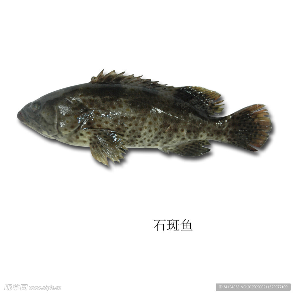 石斑魚特寫