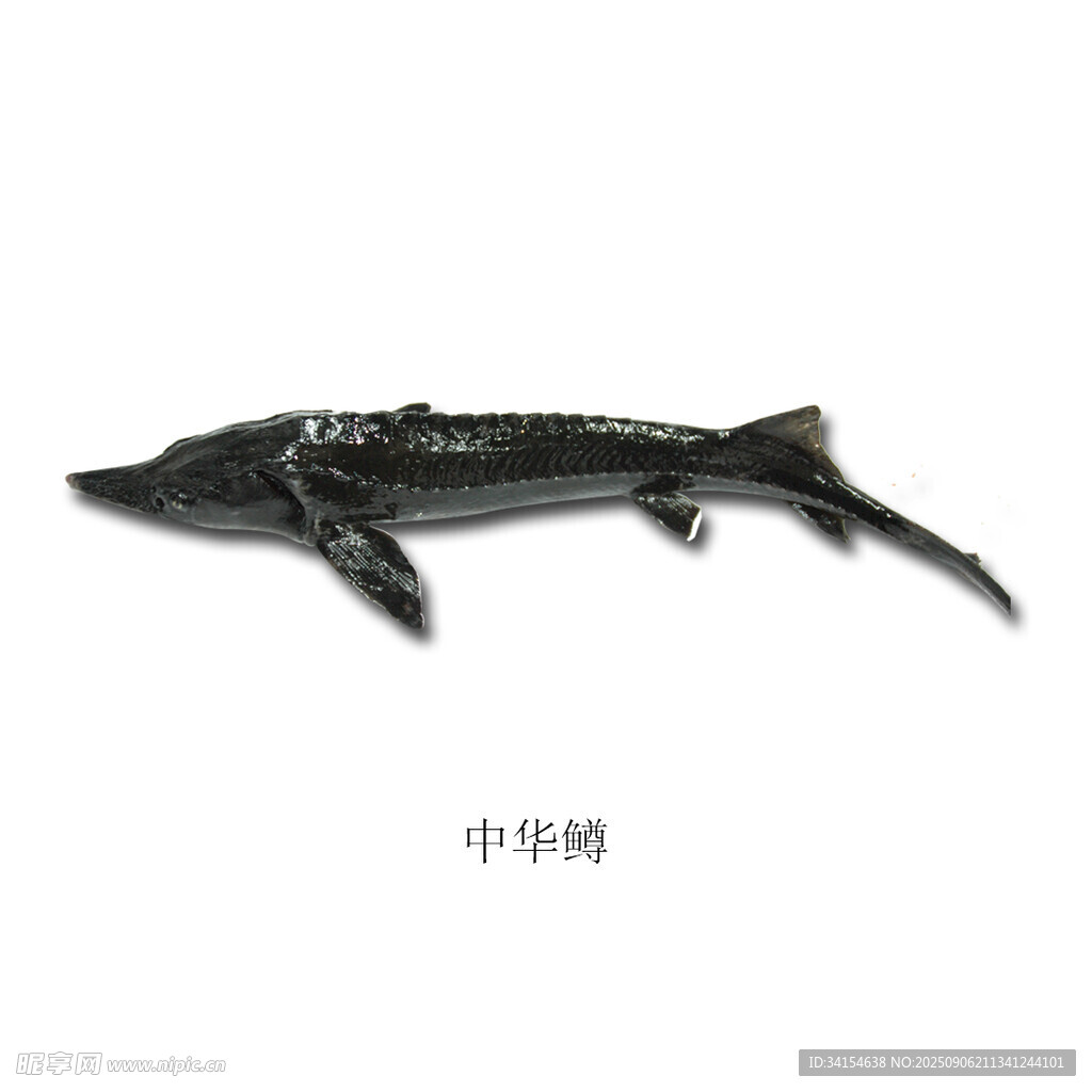 中華鱘
